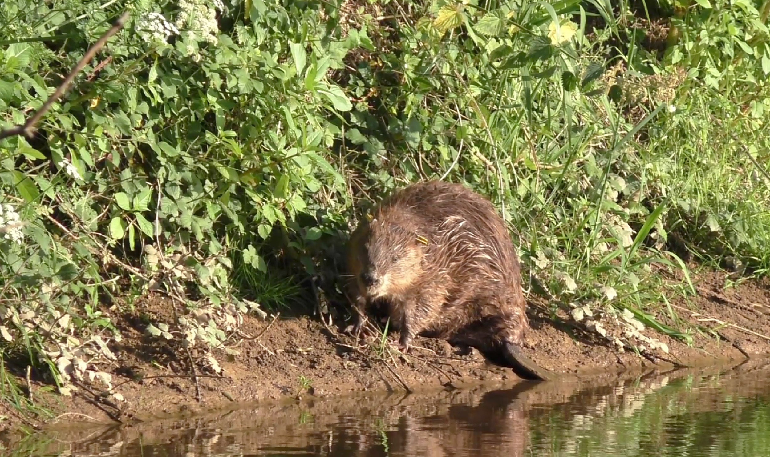 Wild beavers reduce flood risk and boost wildlife, study finds