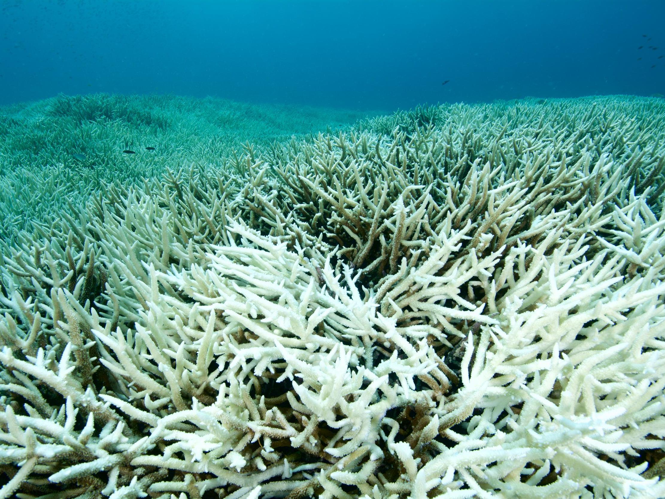 Great Barrier Reef experiencing most widespread bleaching on record due to climate change