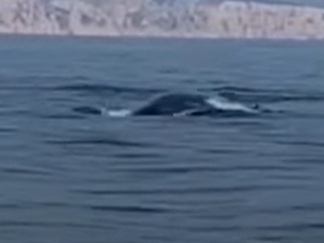 Coronavirus: Rare fin whales swim close to Marseille as lockdown curbs human activity