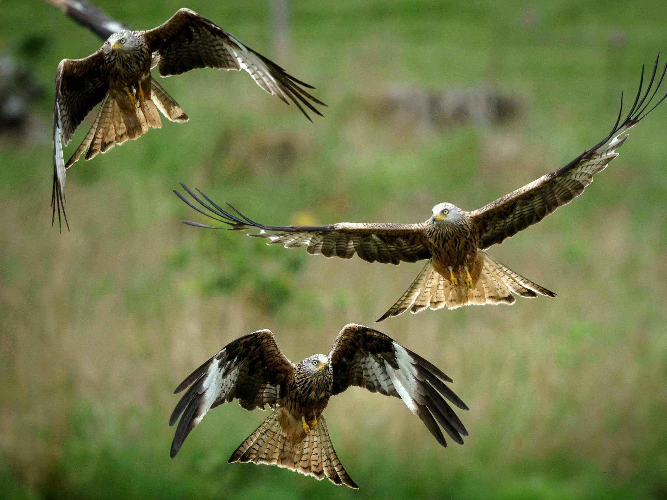 Red kite reintroduction 'might be biggest species success story in UK conservation history'