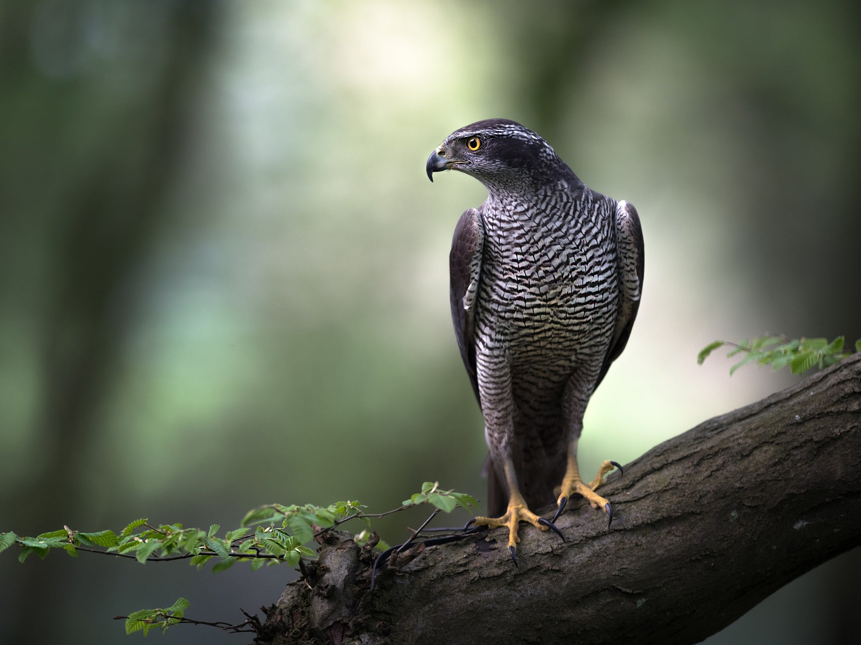 Three gamekeepers suspended over suspected killing of rare goshawk on Queen's land