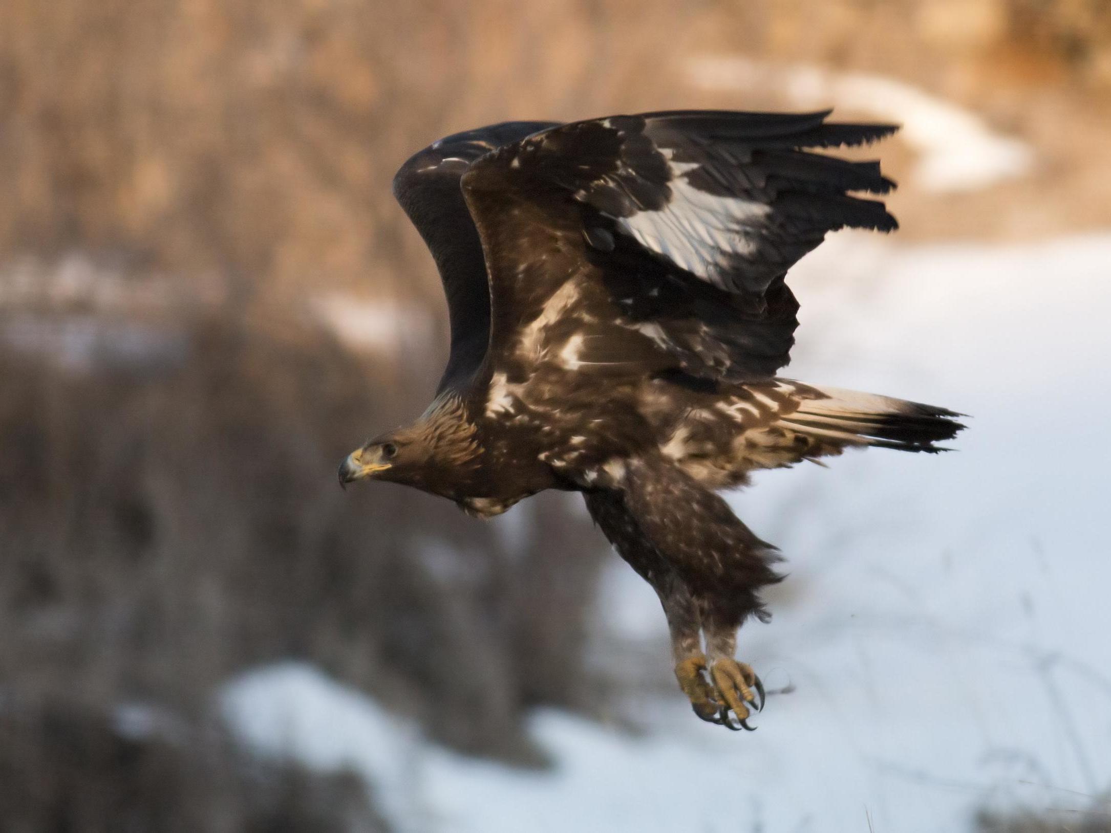 Rewilding success as golden eagles rear chick in handmade nest in Scottish Highlands