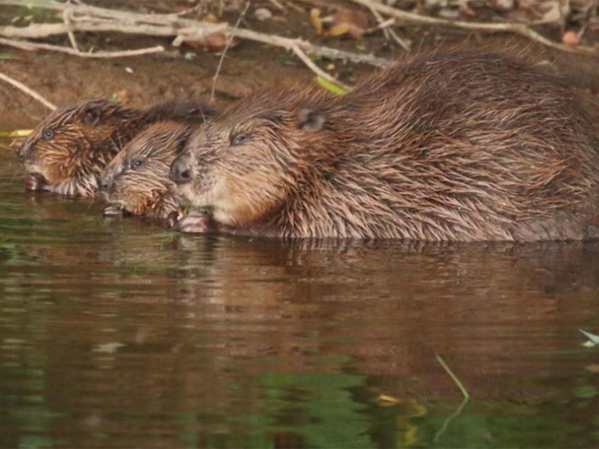 Wild beavers to return to English rivers after 400 years with legal protection as native species