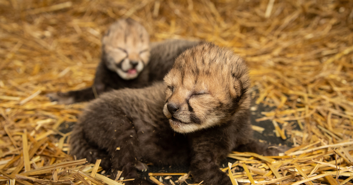 First cheetah cubs are born from in vitro fertilization