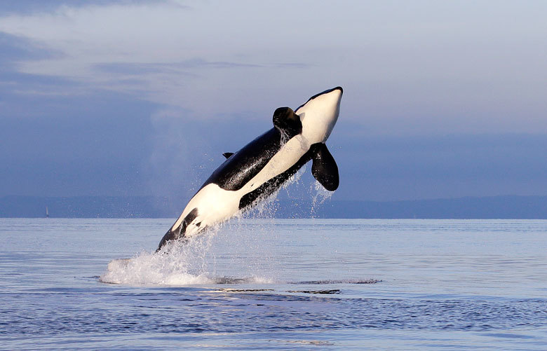 Raise the gold standard for salmon and orca