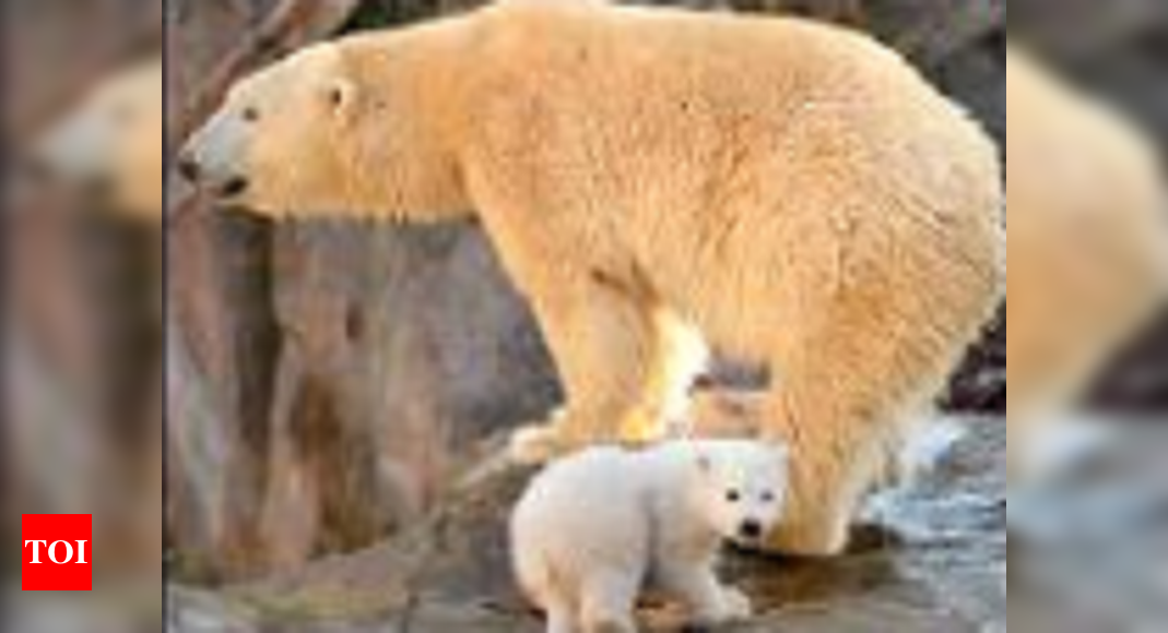Why polar bears are killing, eating each other up