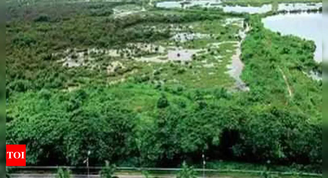 Mangroves near BKC to be ‘reserved forest’ soon