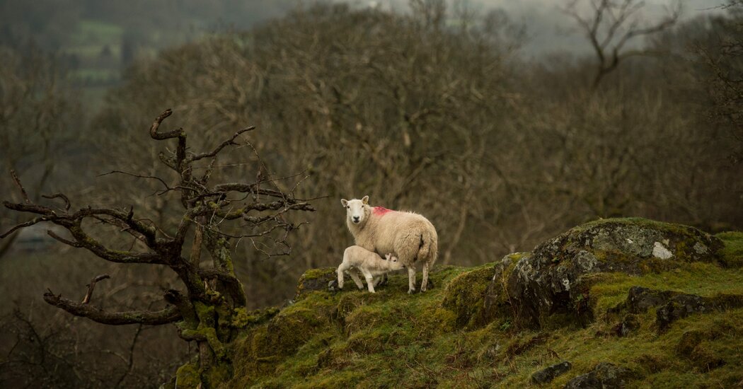 Think Sustainability Is Simple? This Sheep Farmer Would Like a Word.