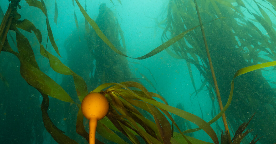 Climate Change Threatens California’s Vital Kelp Forests