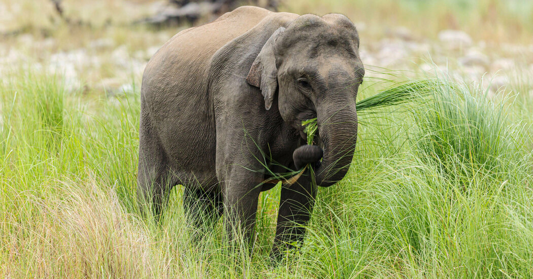 Some Elephants Are Getting Too Much Plastic in Their Diets