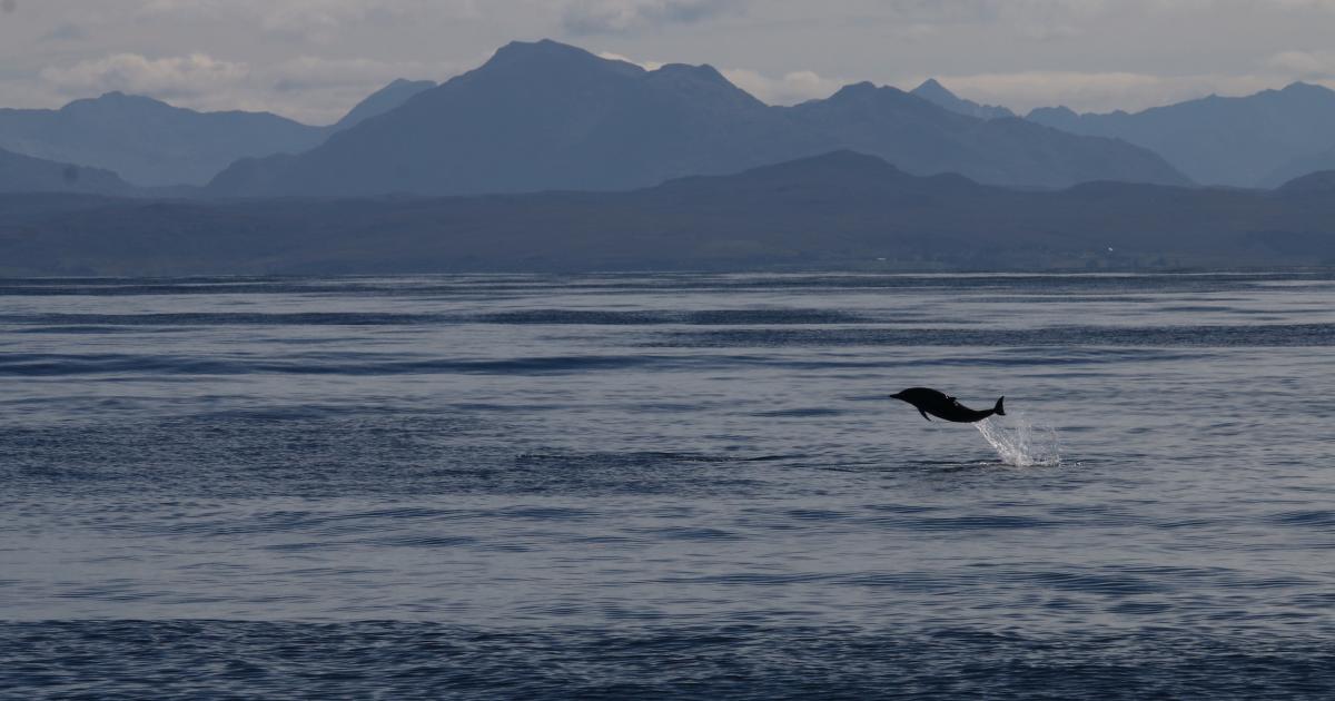 Our spectacular Hebridean marine wildlife