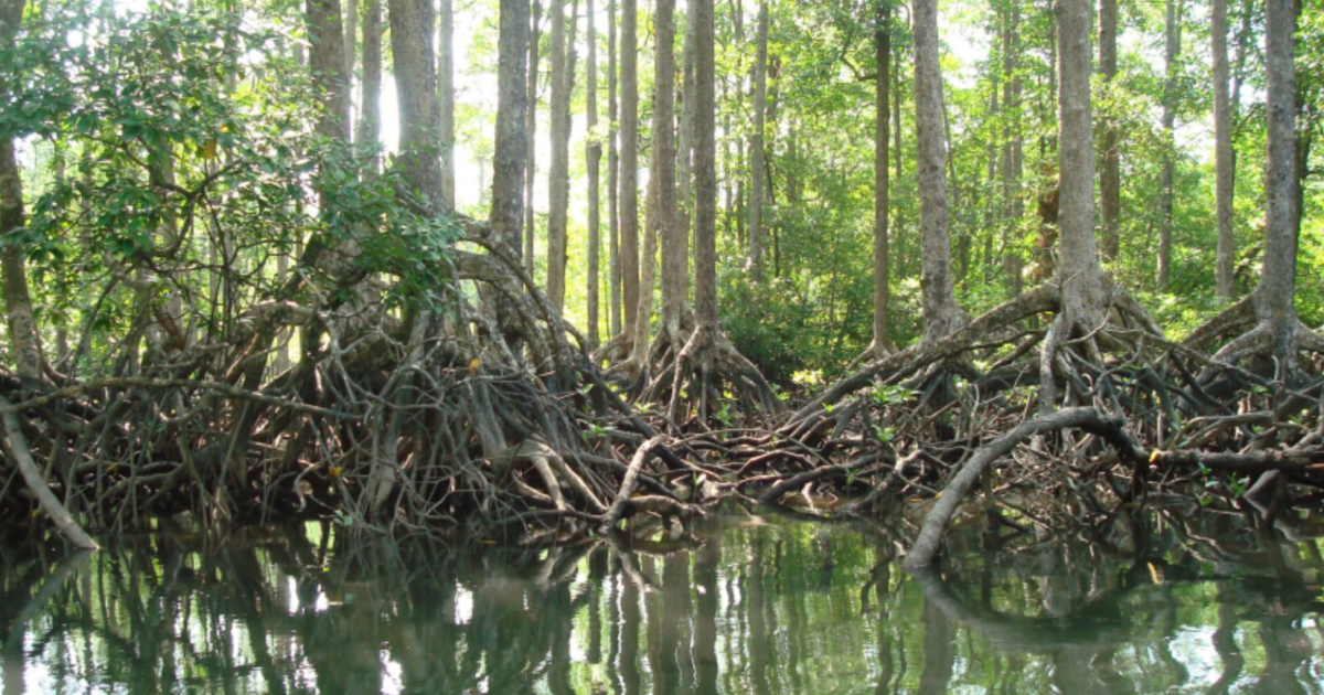 Mangrove deforestation rates increase