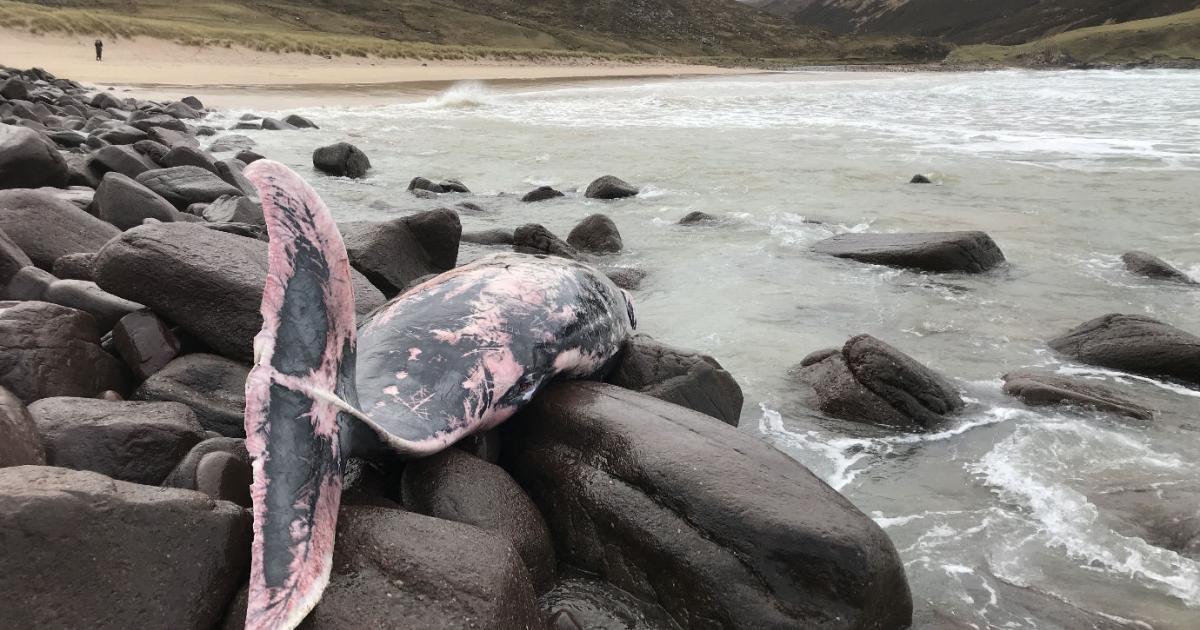 Rare whale beached in UK for first time