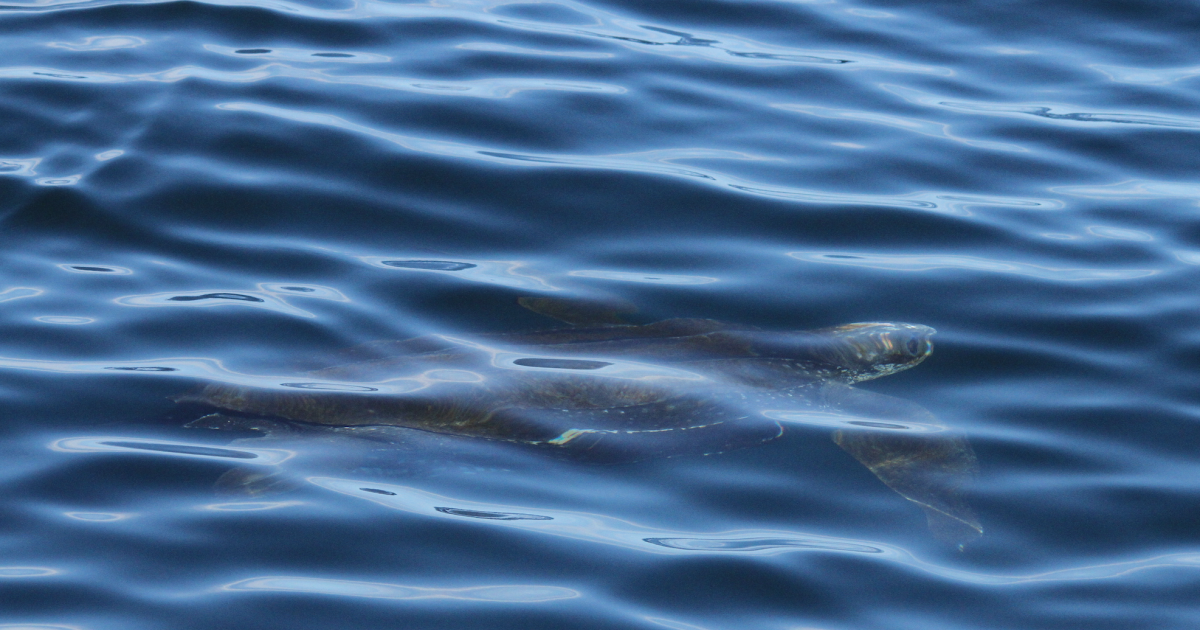 Leatherback turtle spotted in Hebrides