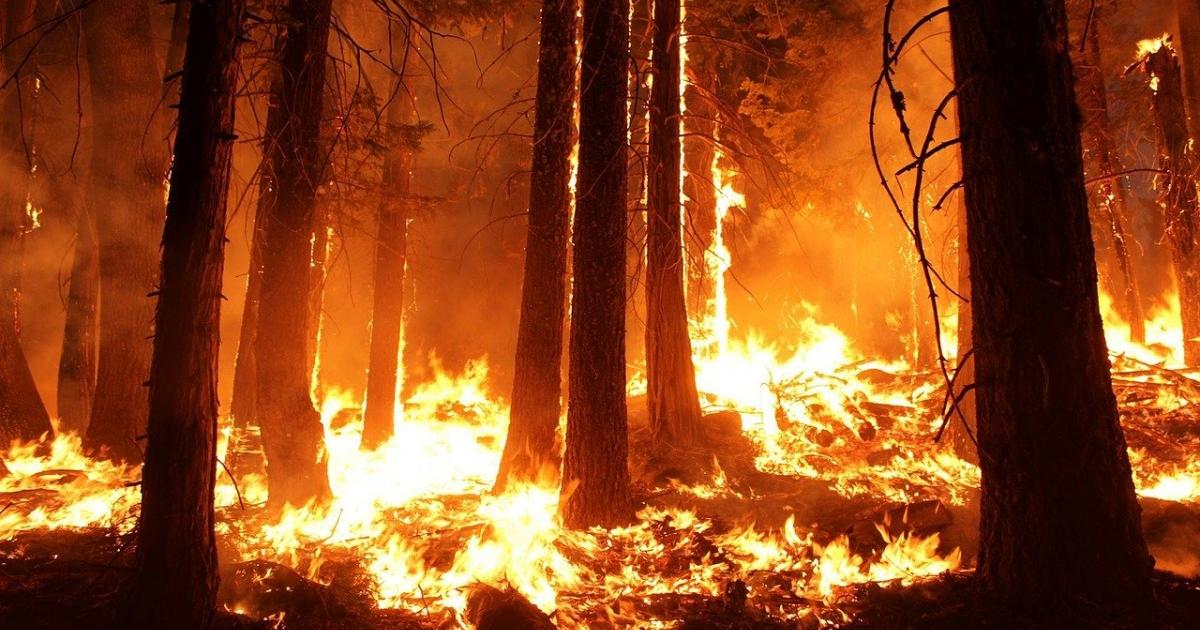 Wildfires, extreme weather and climate