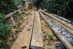 Towards a local wood market, artisanal transformation in Eastern Cameroon