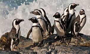 NGOs applaud the principle of partial fishing closures, but African penguins urgently need more
