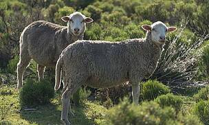 Biodiversity and fashion – what’s wool got to do with it?