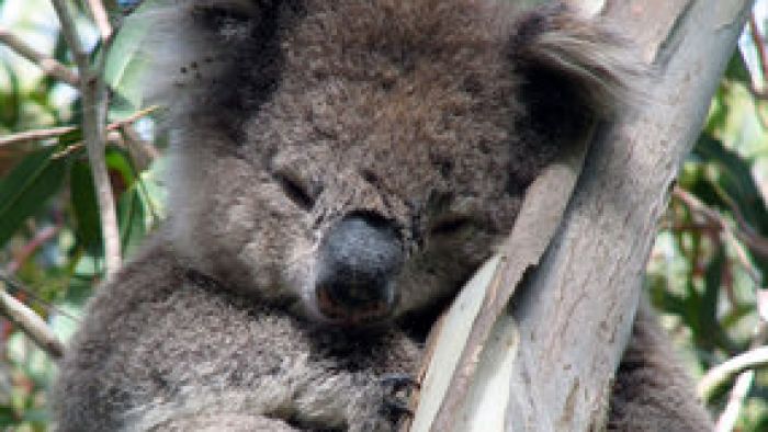 Gold Coast fodder farm to help sick and injured koalas and native wildlife