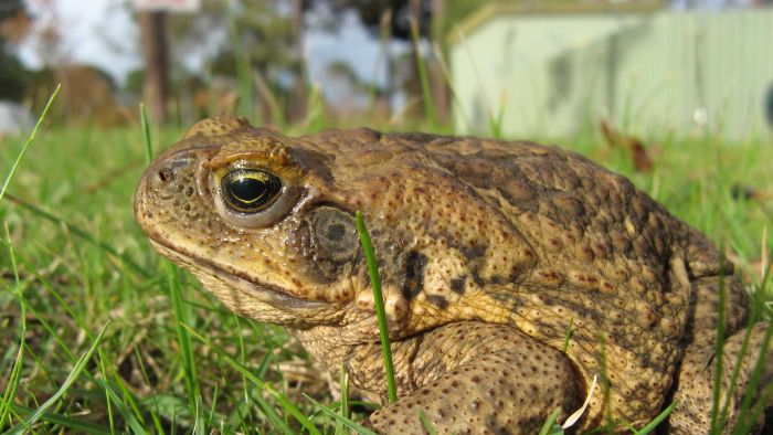 No water, no cane toads — but funding bid fails for 'dry' barrier in the Kimberley