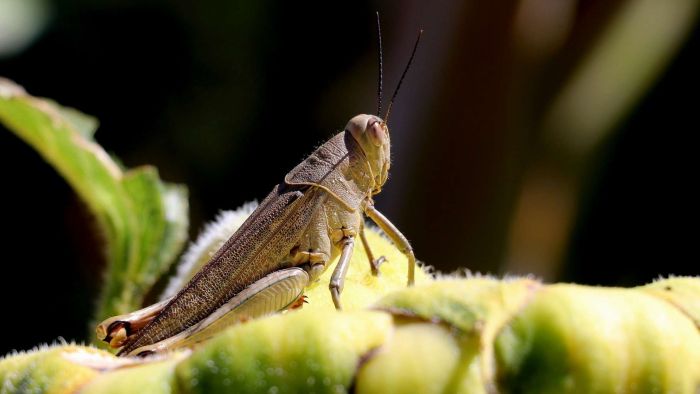 Think you don't want to eat insects? Try eating a cricket