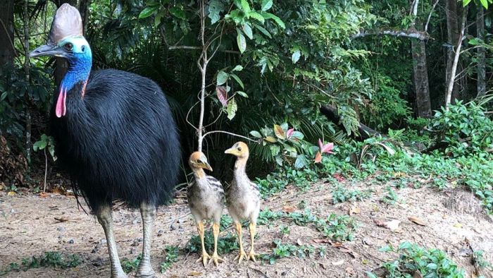Latest cassowary chick death prompts new calls for road upgrades