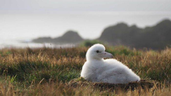 Wandering albatross produce the highest number of eggs in over a decade