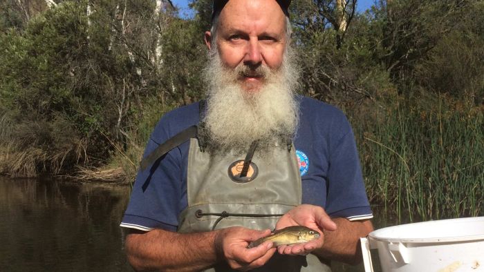 Victorian native Shaw galaxias face the highest risk of extinction among freshwater fish