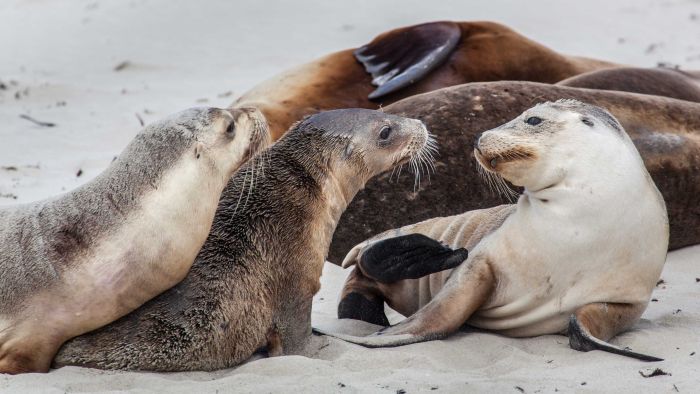 Drone technology reveals surprising sea lion colonies off the Great Australian Bight