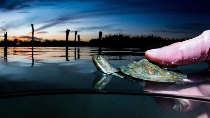 How this baby turtle could be the Murray-Darling's secret weapon as 'carpegeddon' aims to eradicate river pest
