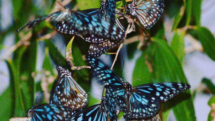 What could be behind the colourful explosion of butterflies in this town?
