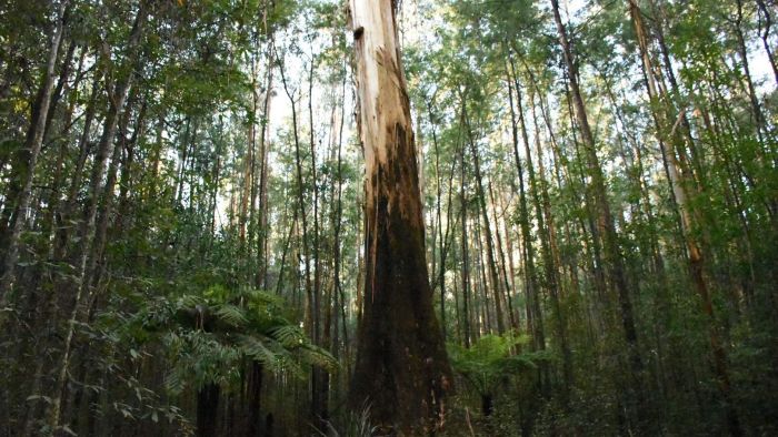 Forestry academics clash over Victoria’s native forestry ban