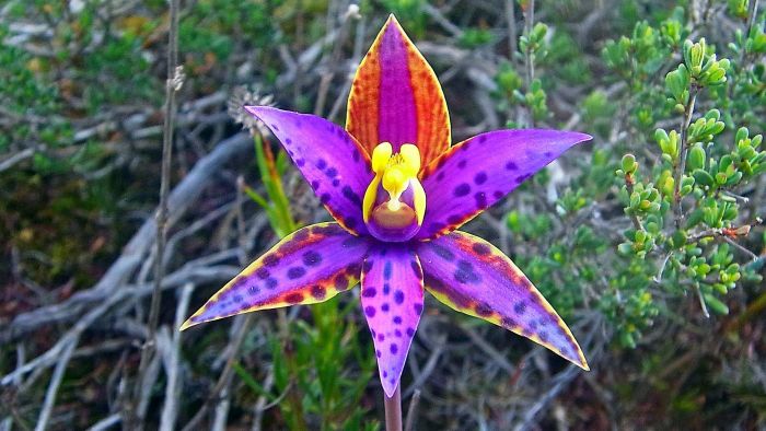 Rare Queen of Sheba orchid habitat could be destroyed by horse trails
