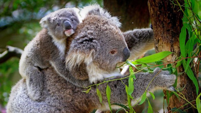 Sydney housing developer put on notice after 'breathtaking' koala conservation plan unveiled
