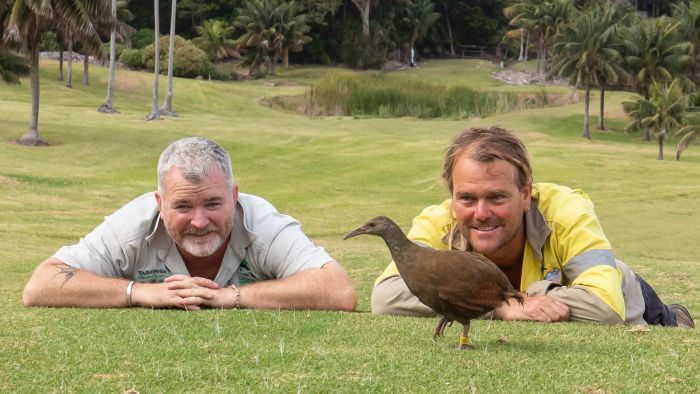 Endangered Lord Howe Island woodhens successfully released back into the wild