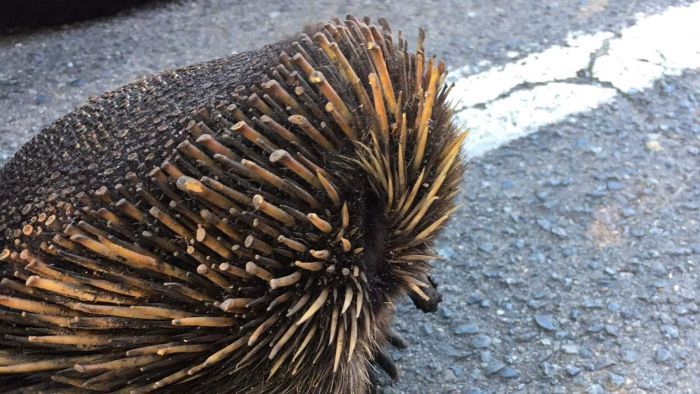 Seen any echidnas sporting a '90s flattop? Here's why