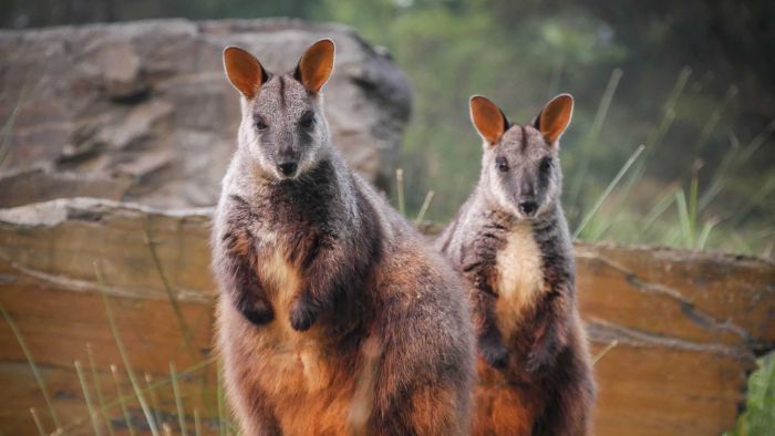 The race to protect threatened species after the bushfires