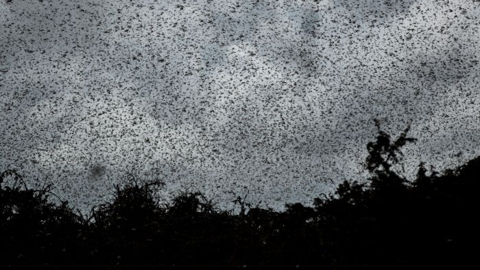 'Even the cows are wondering': Locusts that can cover 150km a day ravaging East Africa