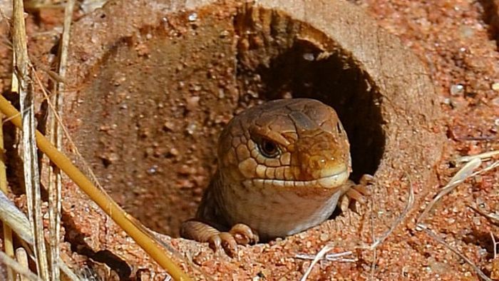 Scientists whose 'endgame' is to save lizards from extinction win $400k grant