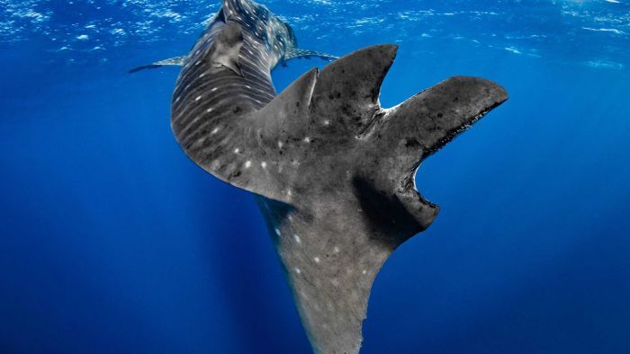 Study finds one fifth of whale sharks injured by boat collisions, as shipping routes get busier