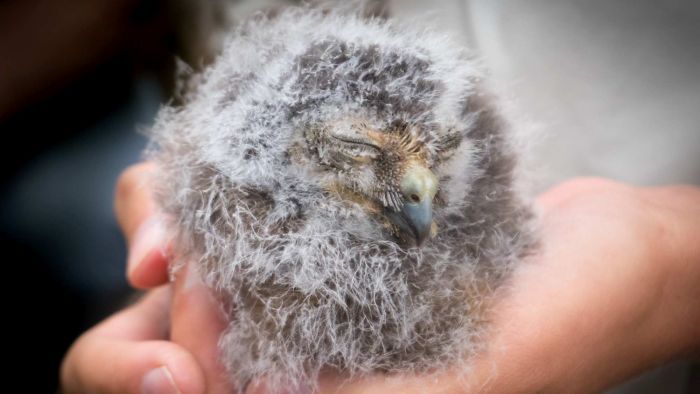 Baby owls hatch new hope for one of world's rarest species