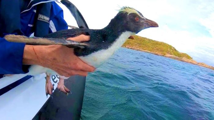 Rescued 'charismatic' rockhopper penguins released off WA coast begin 4,000km journey home