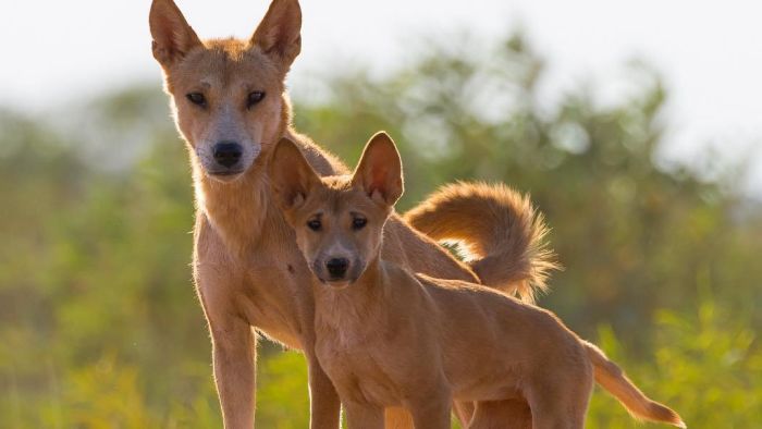 Ecologist warns of dingo 'functional extinction' north of dog fence ahead of new controls