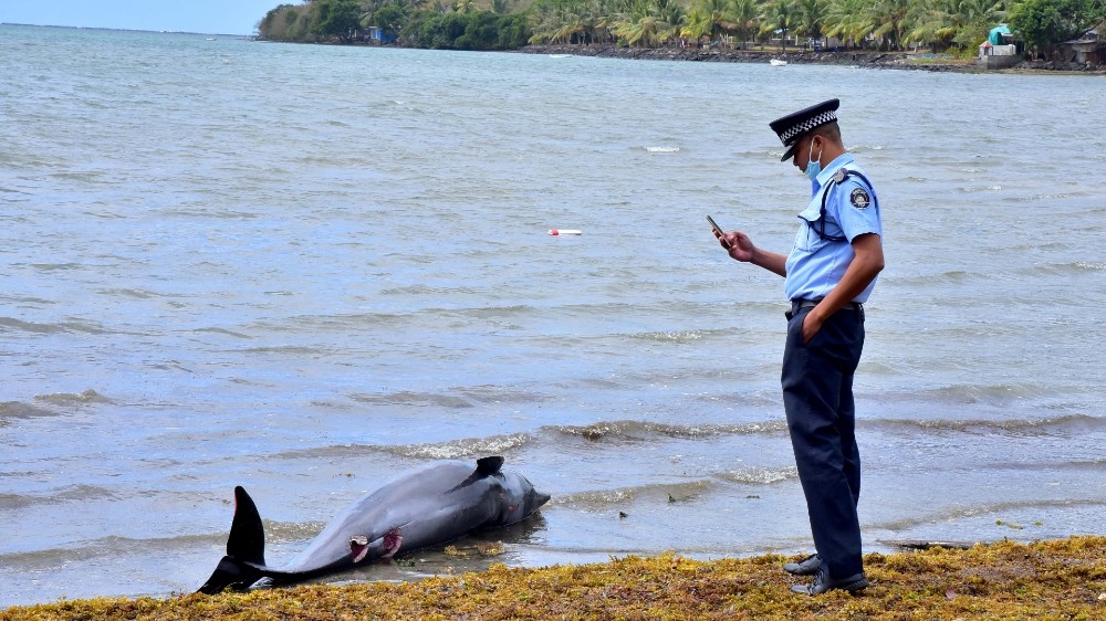 Mauritius says autopsy on dead dolphins finds wounds but no oil