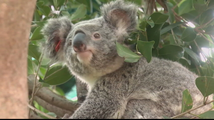Australia koalas 'on verge of extinction'