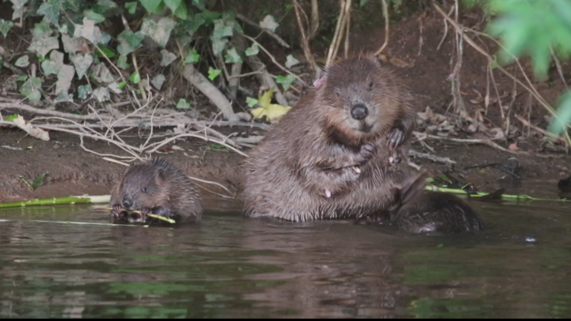 UK: Endangered beaver making a comeback