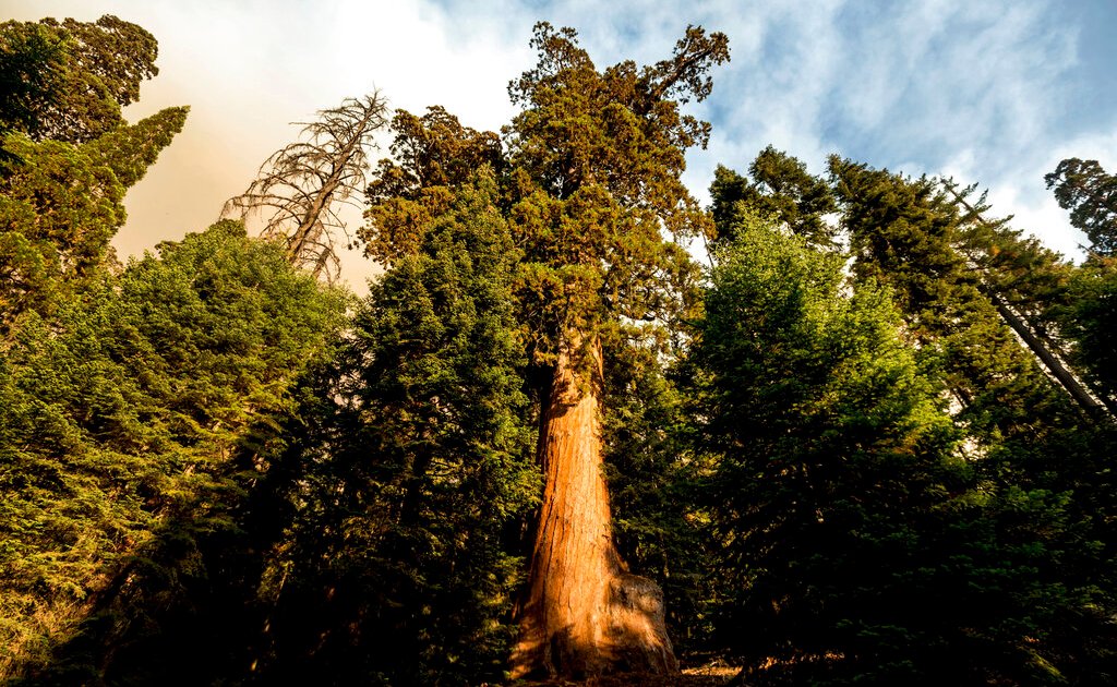 Raging California wildfires threaten ancient sequoia forest