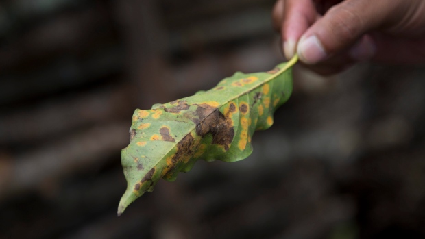 How a disease known as coffee rust could impact your favourite cup of joe
