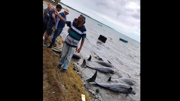 14 dolphins die in Mauritius near Japanese ship's oil spill