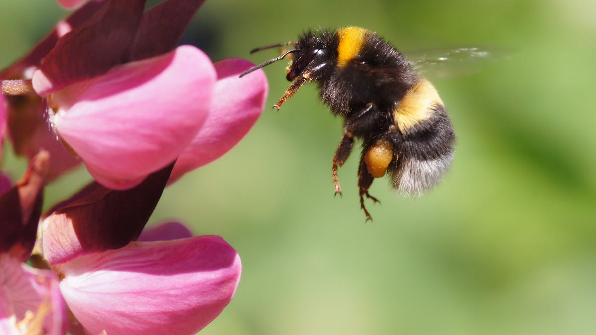 American bumble bees have disappeared from these 8 states. Now they could face extinction.